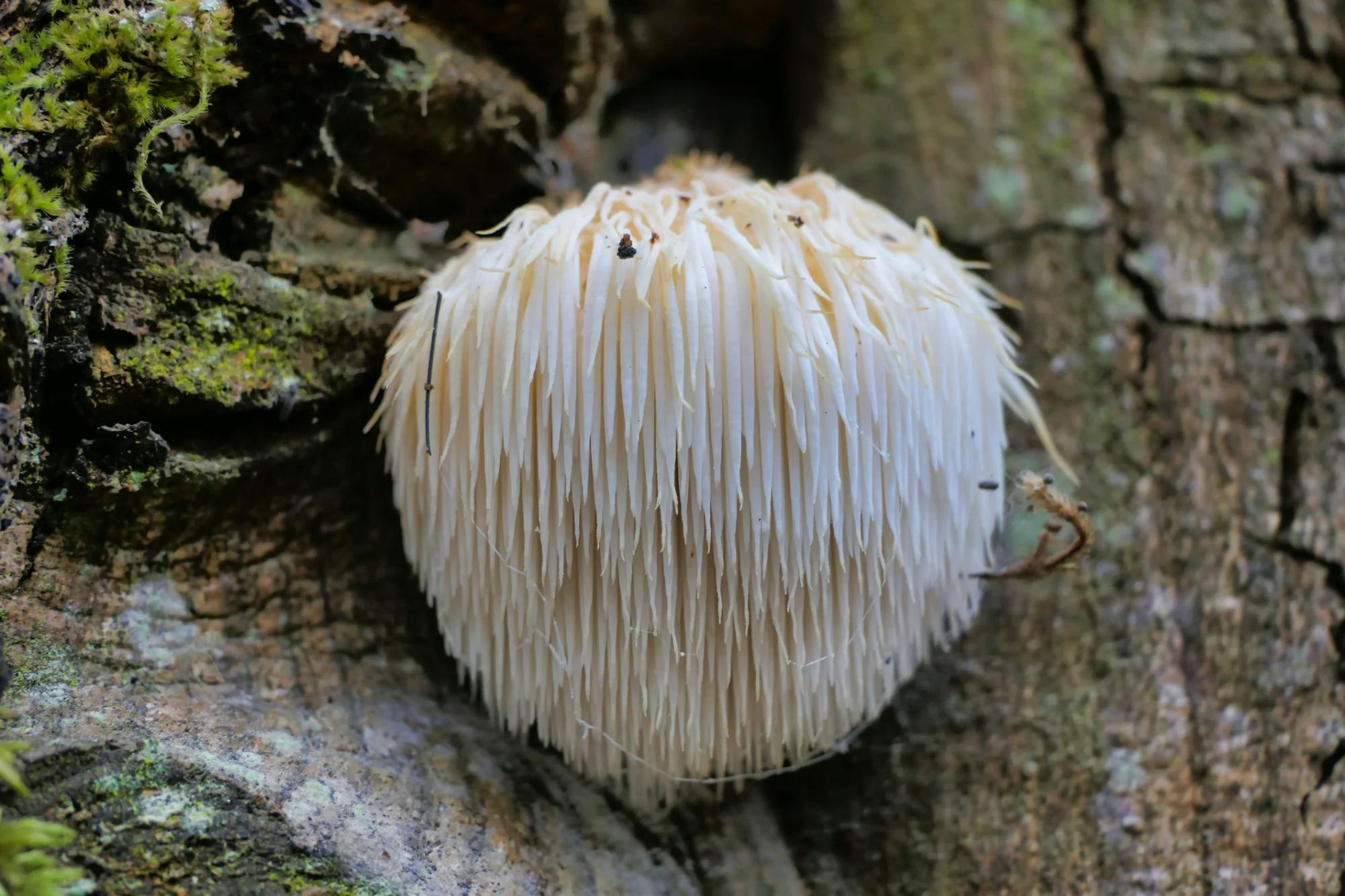 lion's mane mushroom 