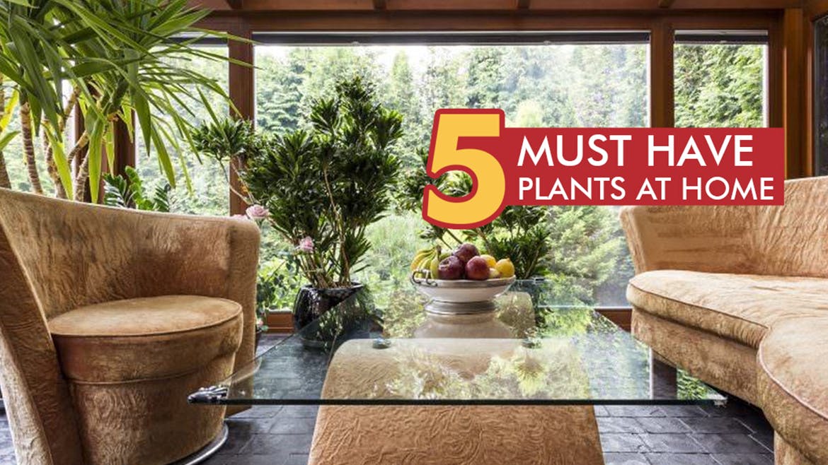 5 Must have plants at home