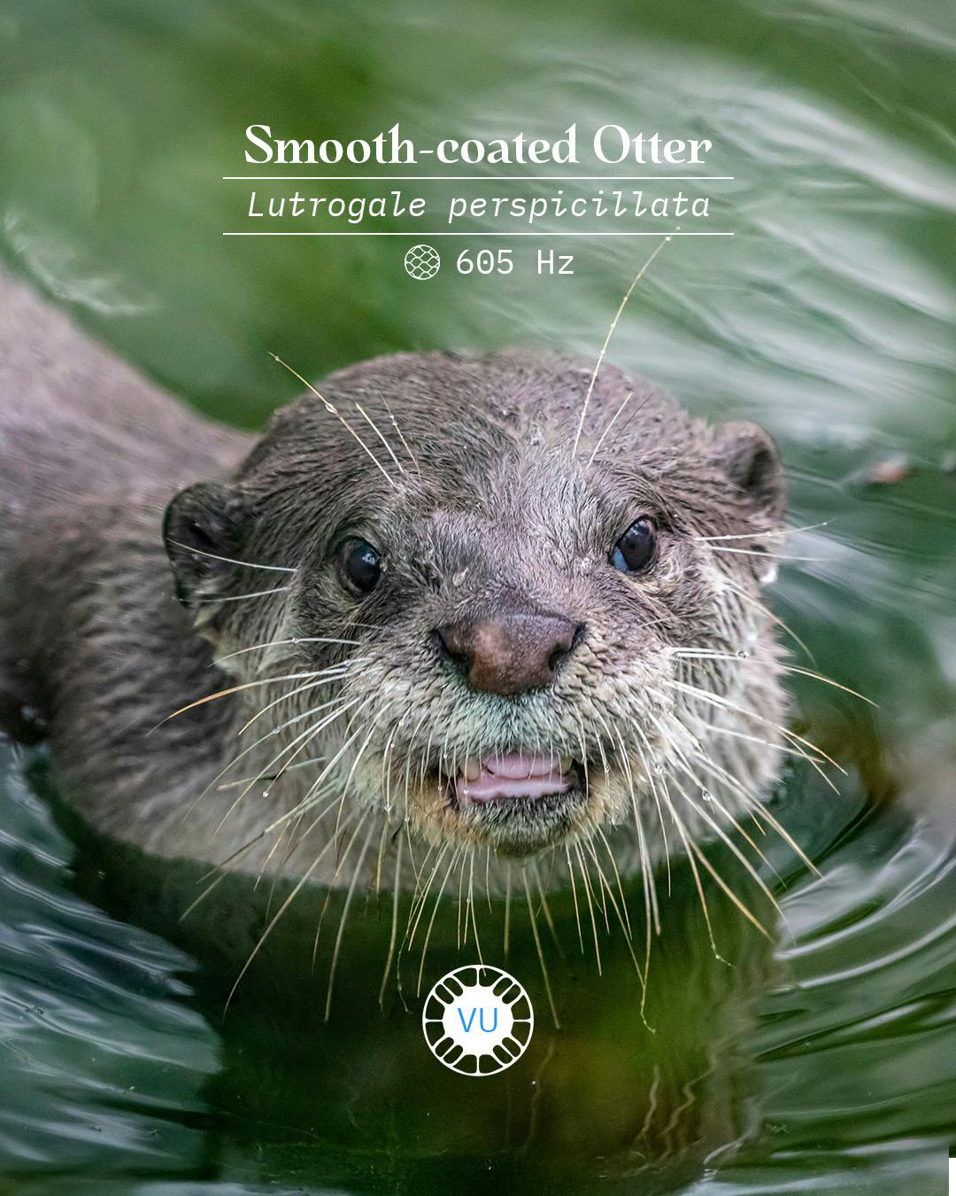Image courtesy by Forest Carbon