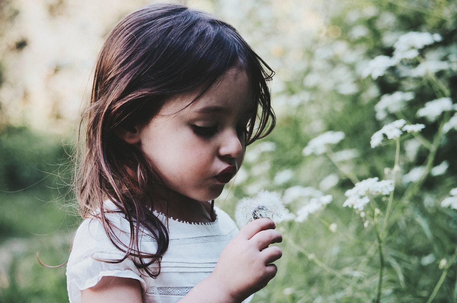 A little girl blowing on a dandelion.