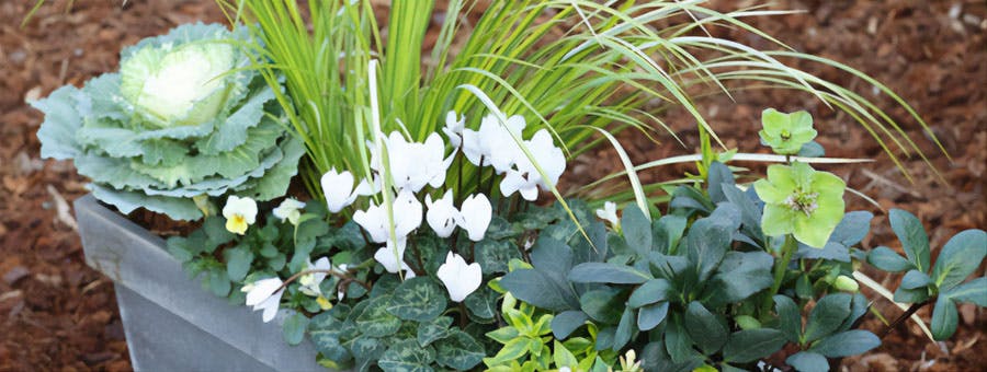 jardiniere plante manque soleil