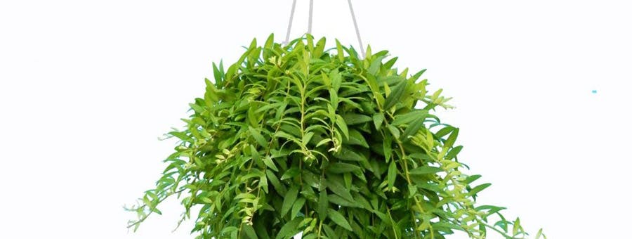 jardiniere suspendue plante