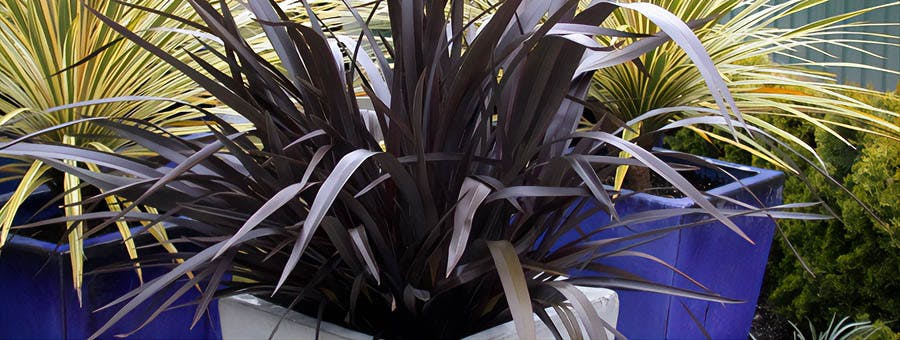 plante jardiniere froid