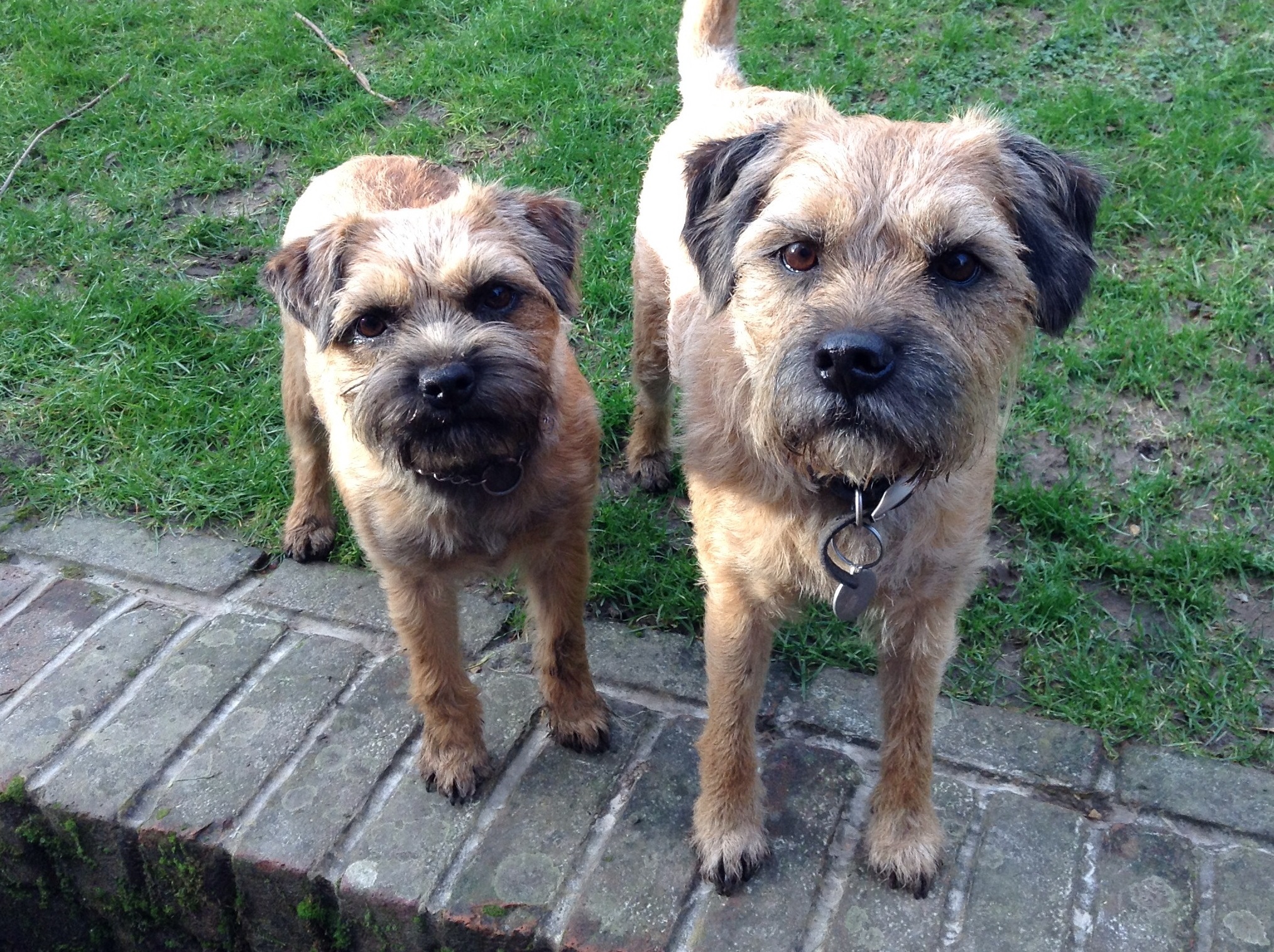2 border terriers