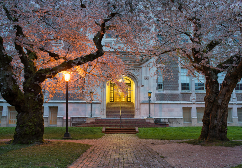 school in early evening with blossom on trees 