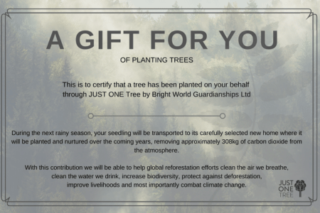 JUST ONE Tree Student Certificate 