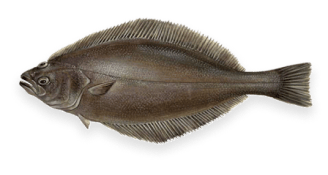 Greenland Halibut
