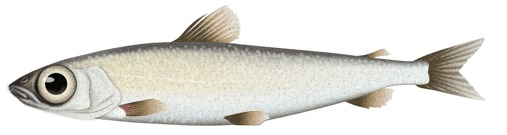 Silver Smelt