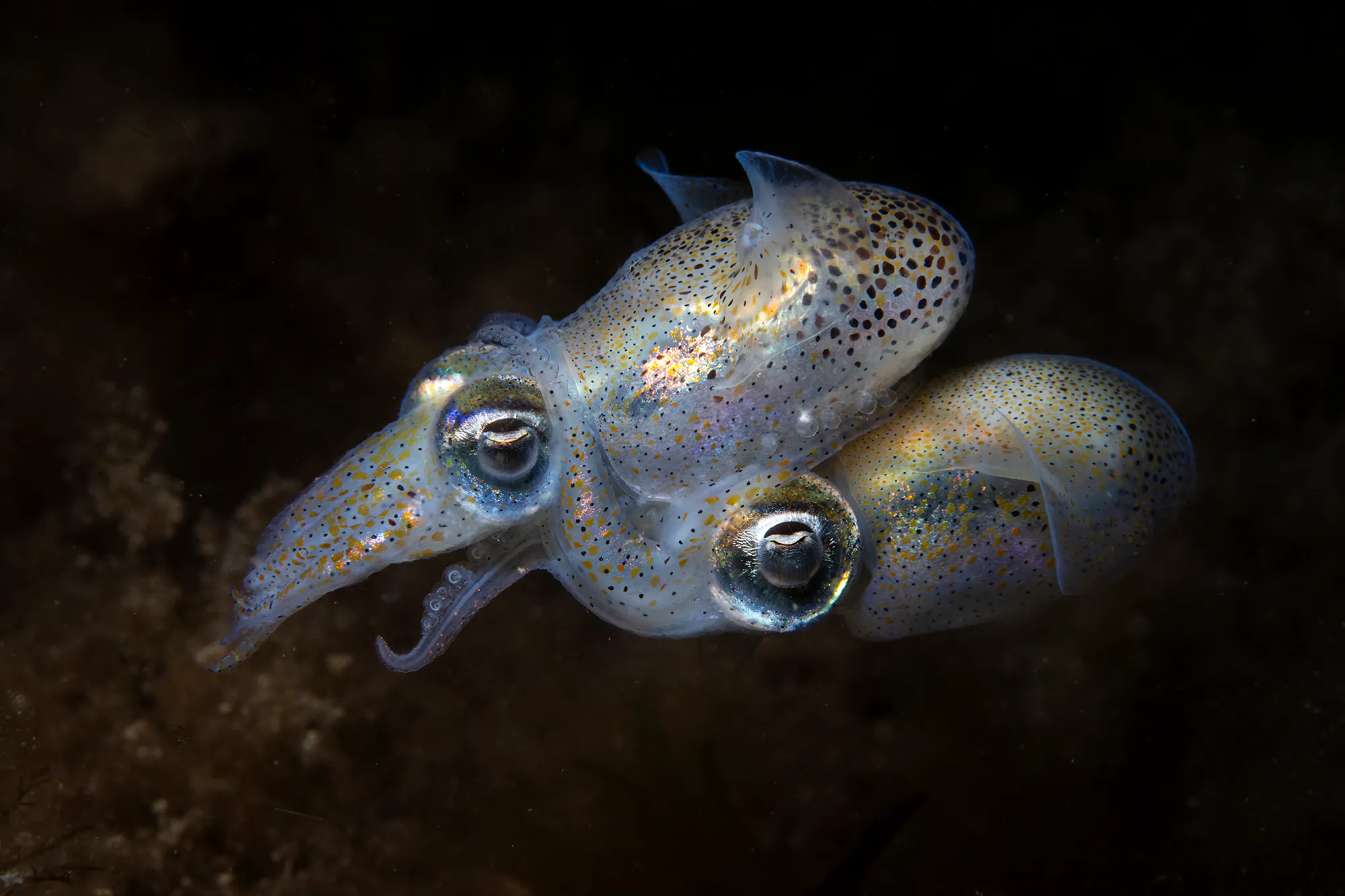 Young | Credit: Aaron Sanders | UK | Under the cover of night, two tiny bobtail squid engage in an intimate display.