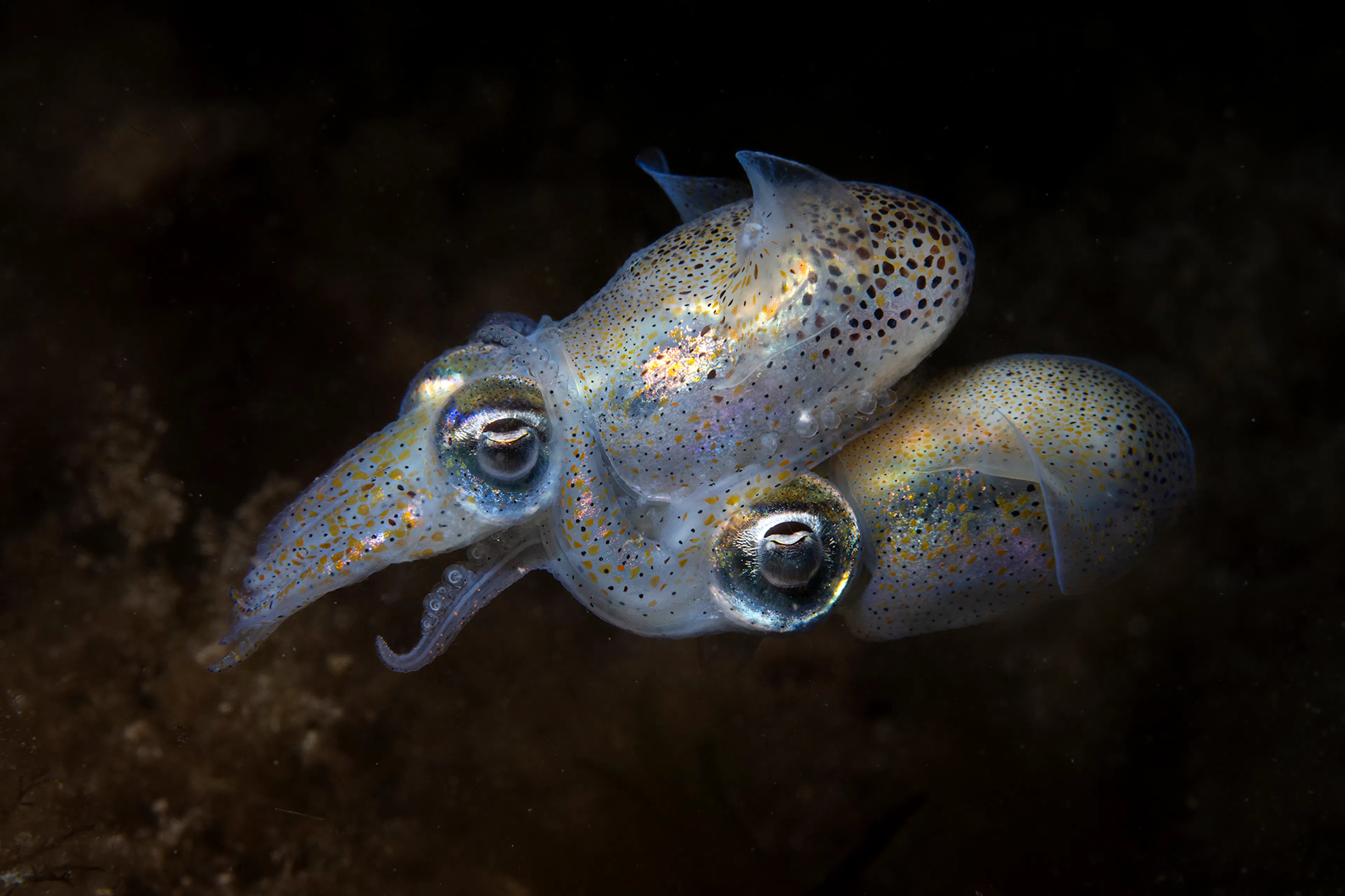 Young | Credit: Aaron Sanders | UK | Under the cover of night, two tiny bobtail squid engage in an intimate display.