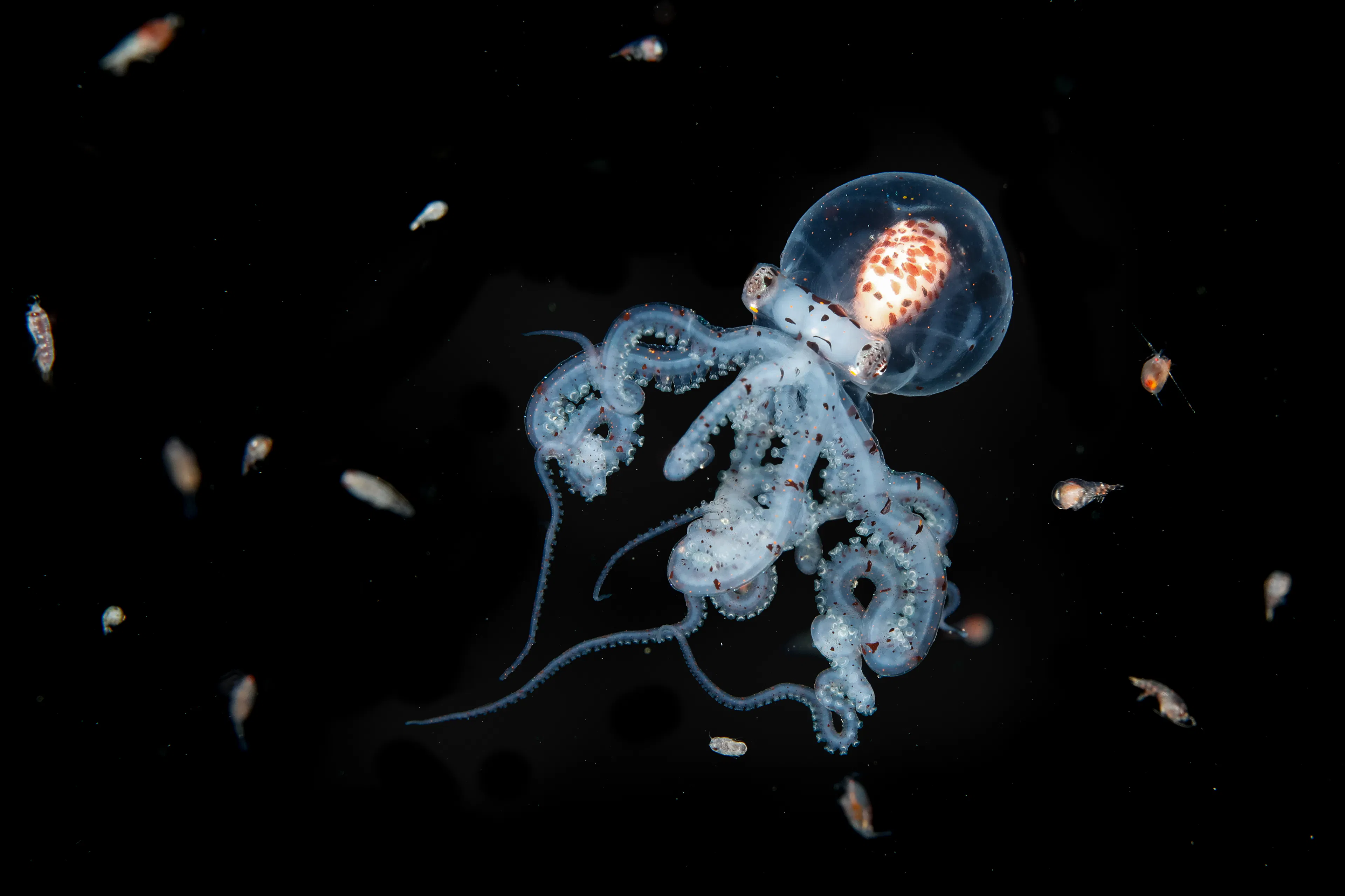 Female Fifty Fathoms | Credit: Jialing Cai | Philippines | Juvenile wunderpus octopus surrounded by small zooplankton.