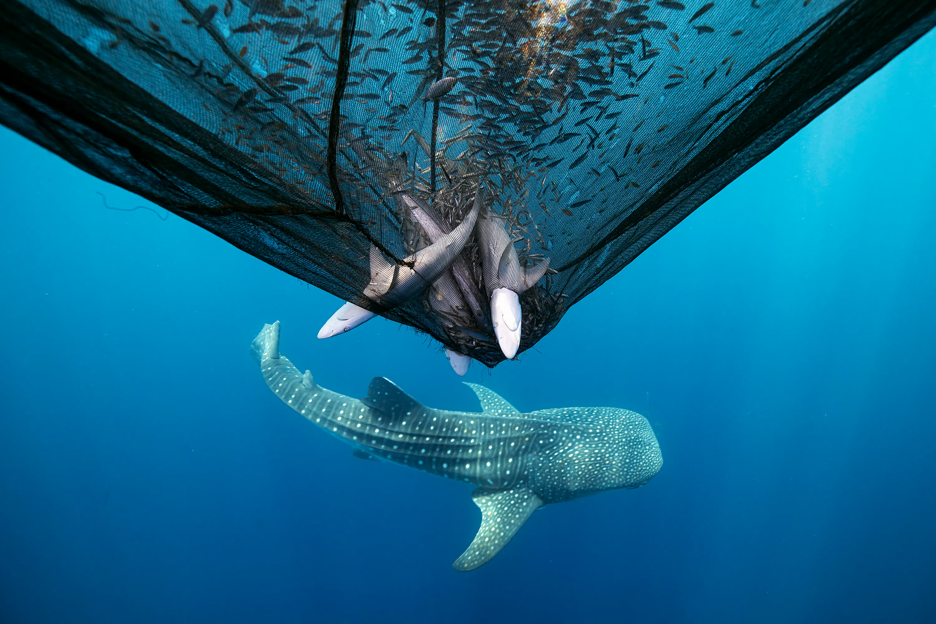 Impact | Credit: Daniel Flormann | Indonesia | Dead sharks in an anchovy fishing net.