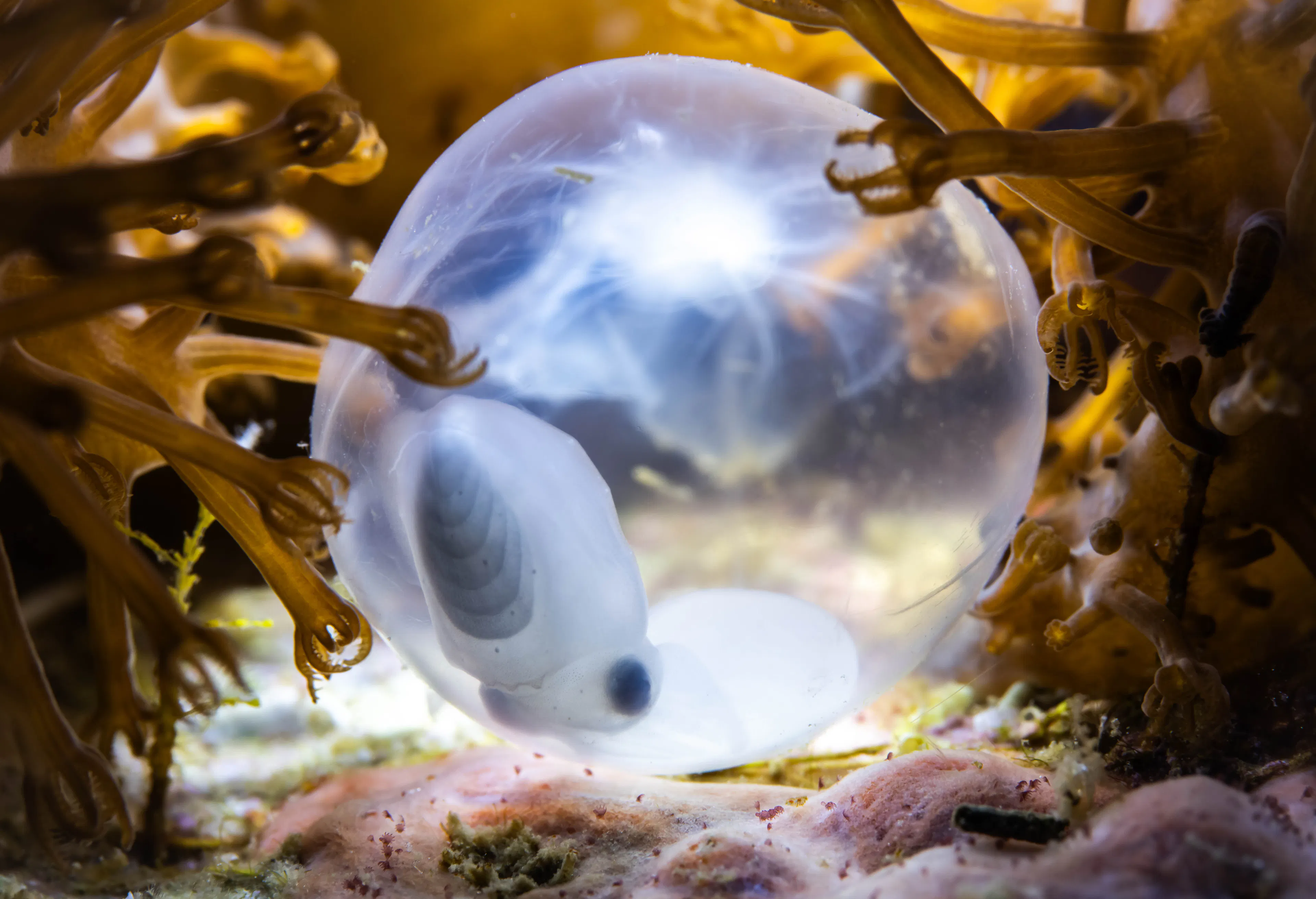 Hope | Credit: László Földi | Philippines | A translucent squid egg, measuring only two or three centimetres in diameter.