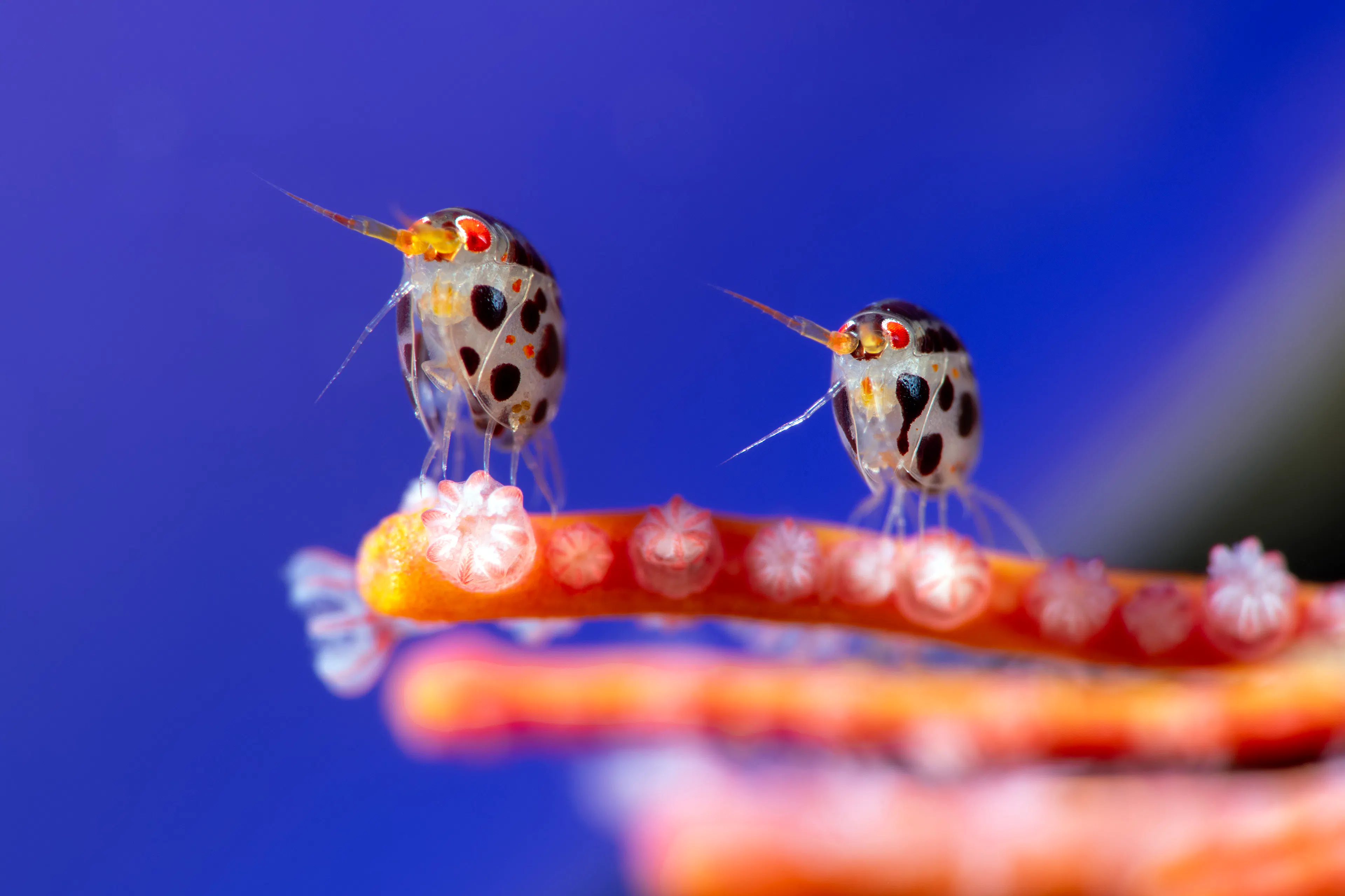 Overall Winner | Credit: Yury Ivanov | Indonesia | Two amphipods from the Cyproideidae family, each only measuring around 3 millimetres in body length, rest on a coral. Commonly called ‘ladybugs of the sea’, these tiny creatures display striking colouration and symmetry.