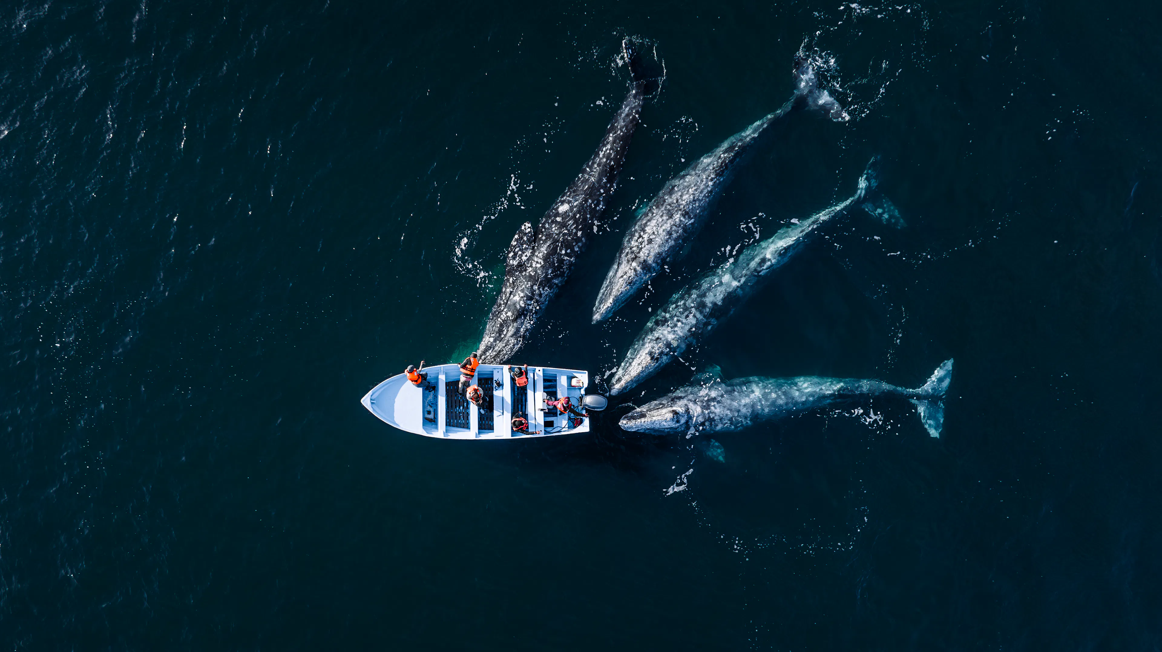 Human Connection | Credit: Kaushiik Subramaniam | Mexico | Curious grey whales inspect a boat.