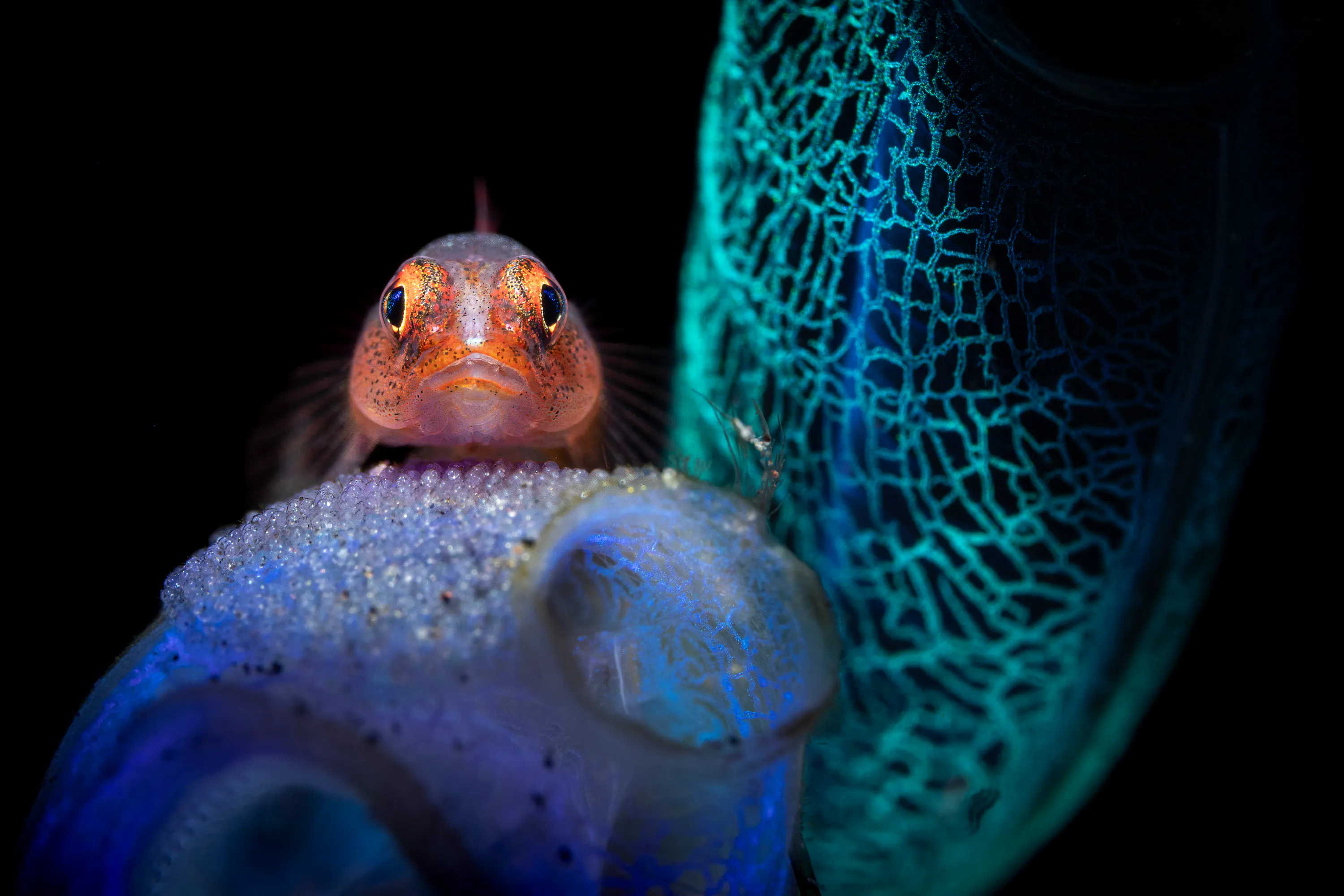 Portfolio | Credit: Giancarlo Mazarese | Indonesia | Between two sea squirts, a goby cradles its eggs.