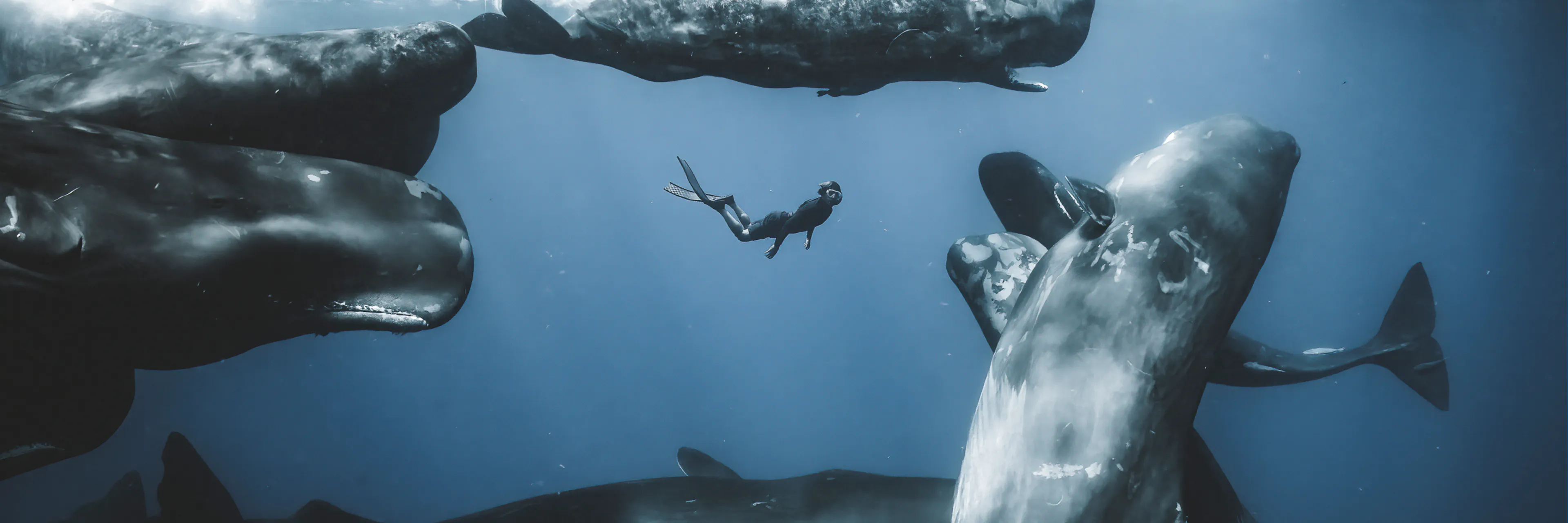 Diver among Whales | Credit: Romain Barats