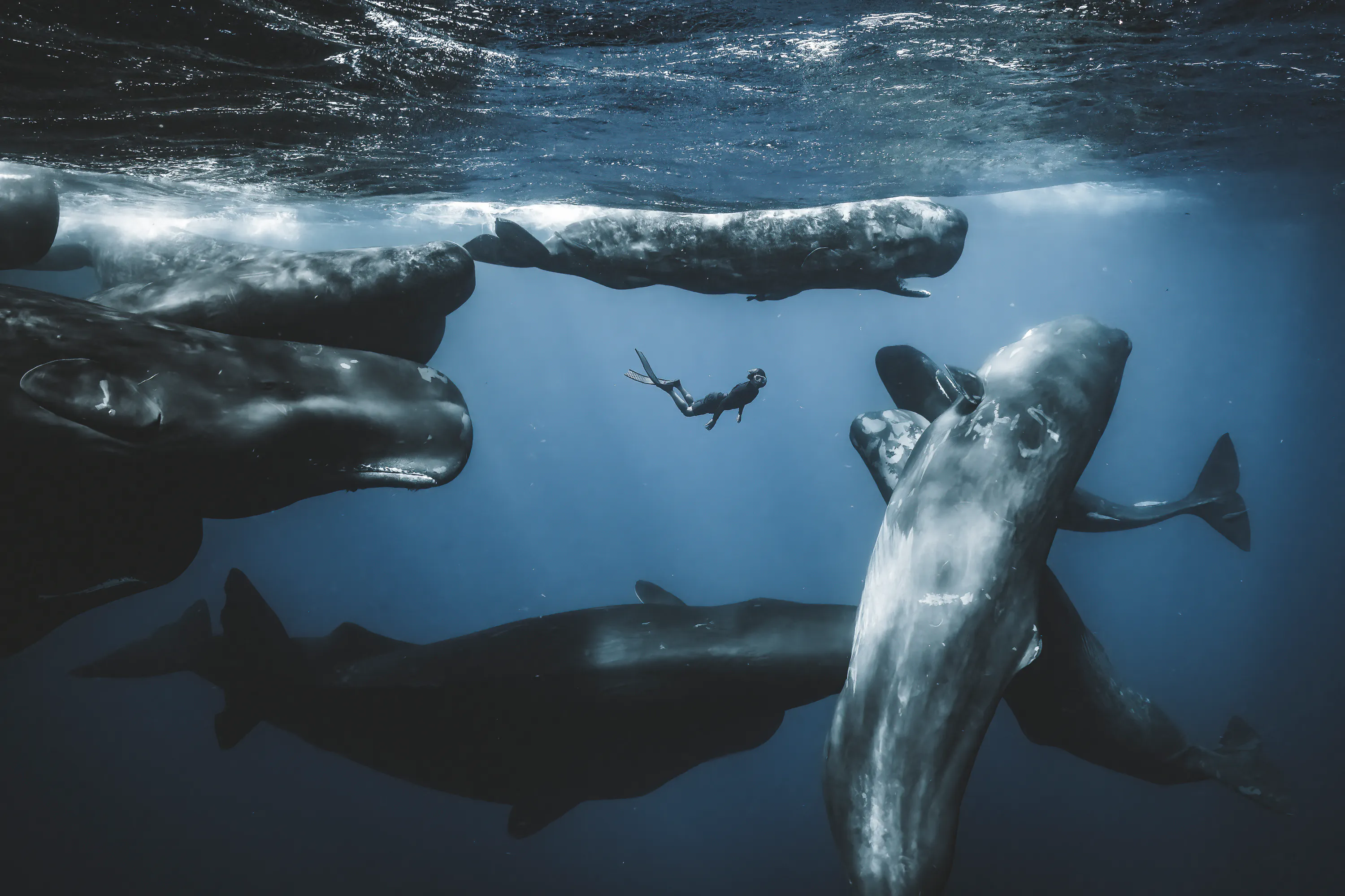 Diver among whales | Banner Image Credit: Romain Barats