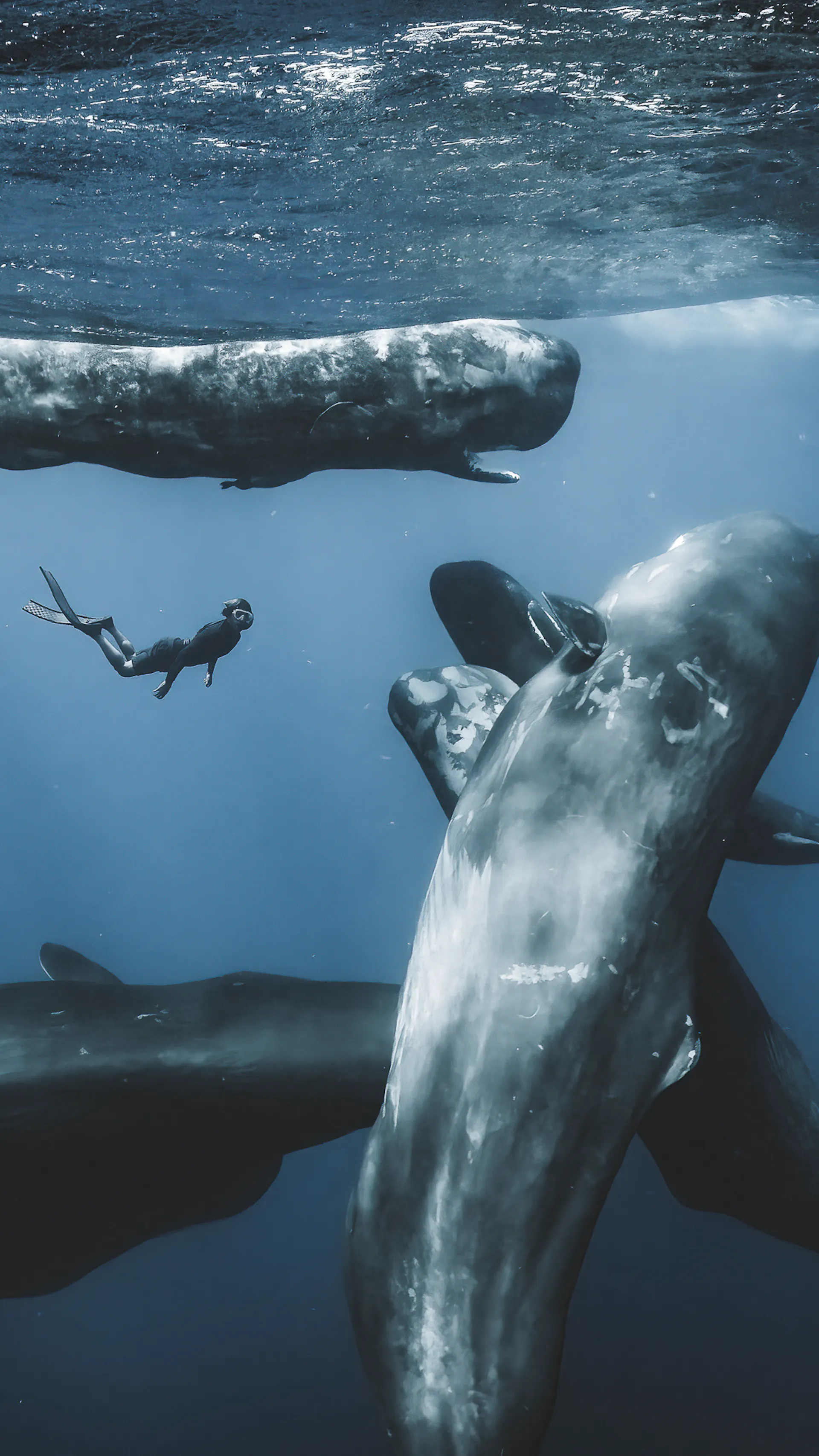 Diver among whales | Banner Image Credit: Romain Barats