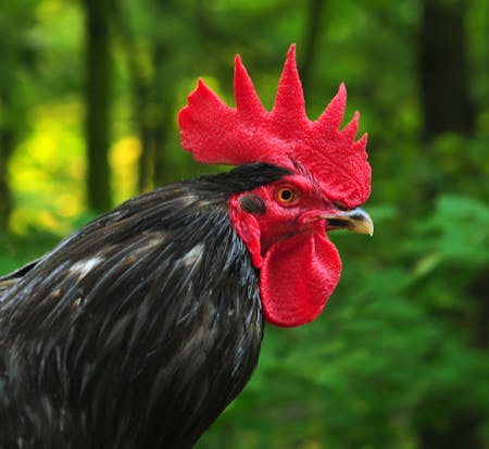 Australorp Av Michael Gäbler, CC BY 3.0, https://commons.wikimedia.org/w/index.php?curid=17666429