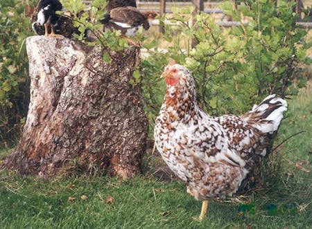 Skånska Blommehöns