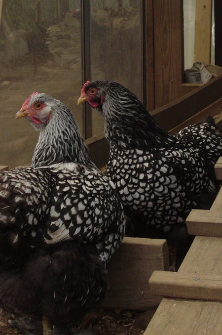 Welsumer av Holly från Asheville, usa - pretty hens, CC BY 2.0, https://commons.wikimedia.org/w/index.php?curid=4129216