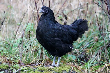 Bohuslän-Dals svarthöna av Freyja Imsland