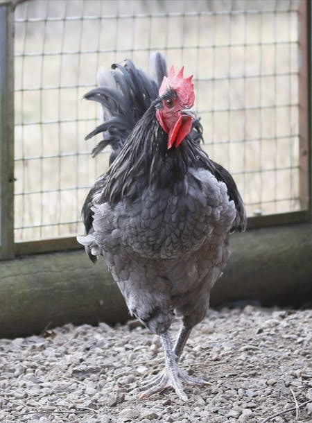 Australorp