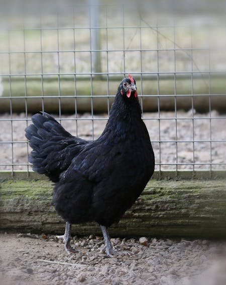 Australorp