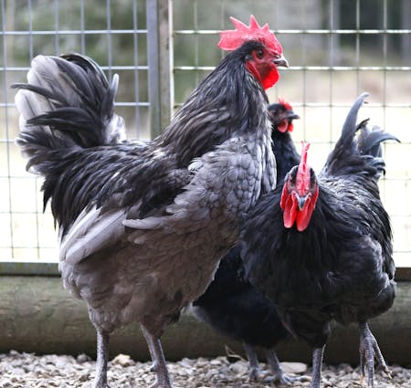 Australorp