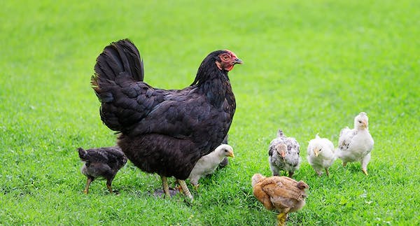 Australorp spatserar