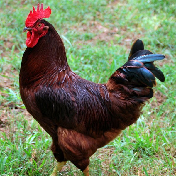 Rhode Island Red