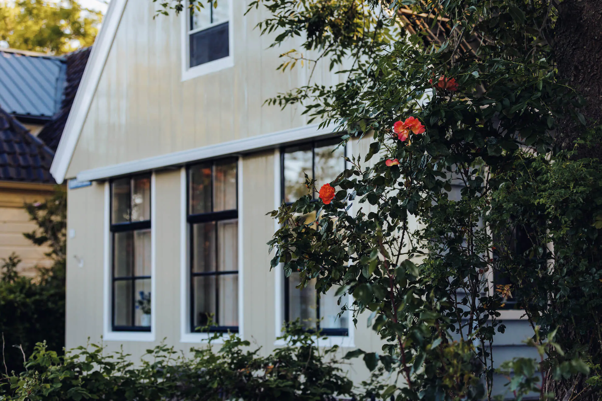 Gevel van een houten huis in broek in waterland met een rozenstruik buiten