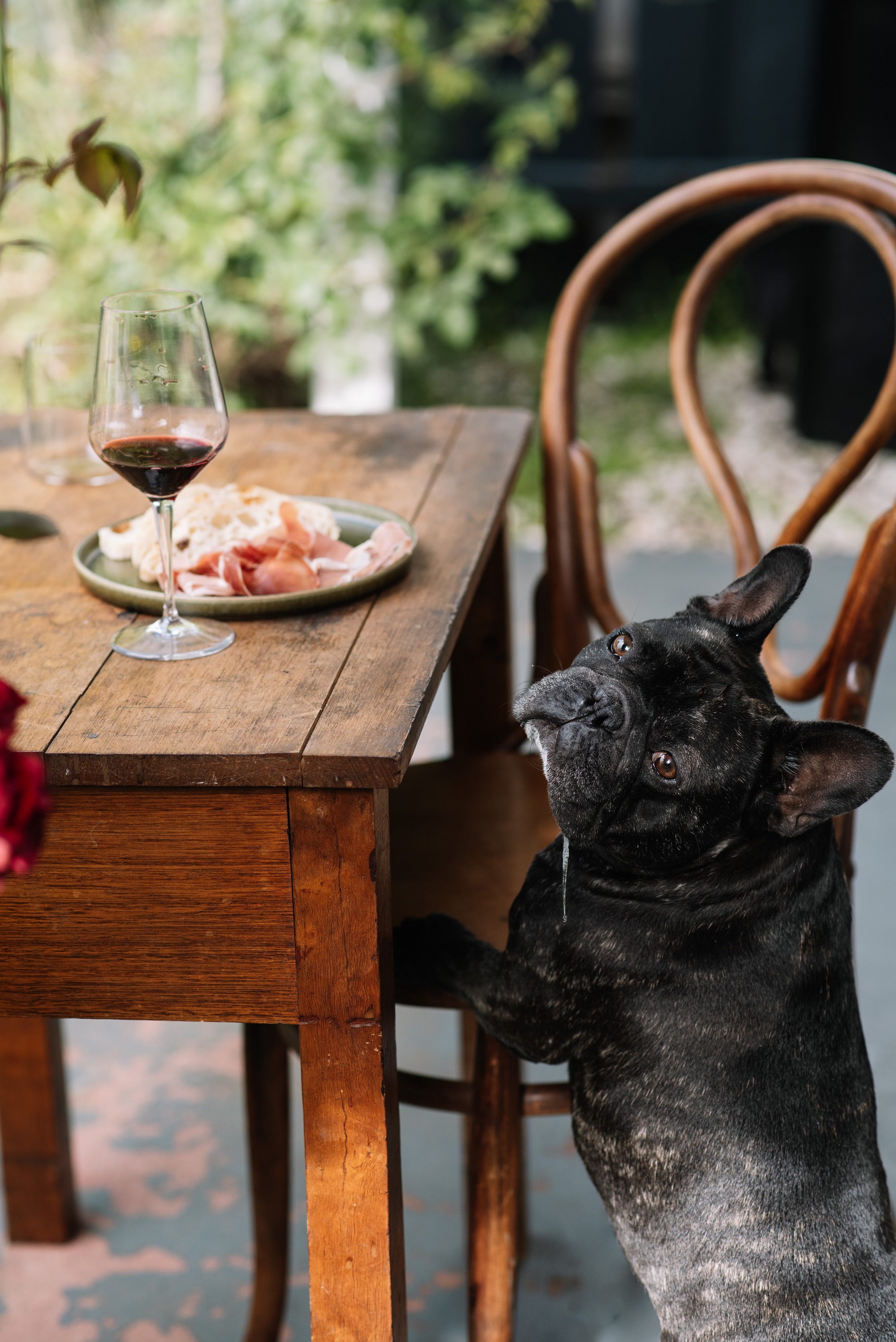 french bulldog staring hungrily at a table set with food and glass of red wine