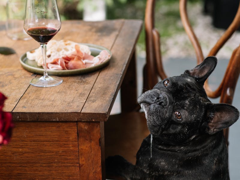 french bulldog staring hungrily at a table set with food and glass of red wine