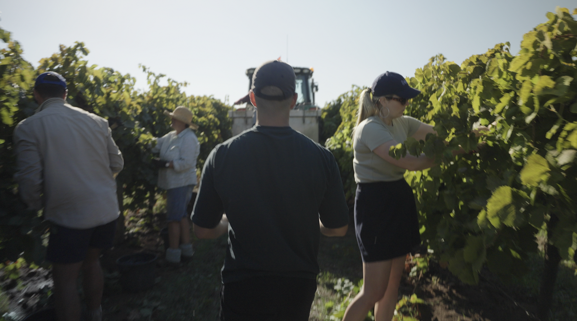People picking fruit off vines in summer