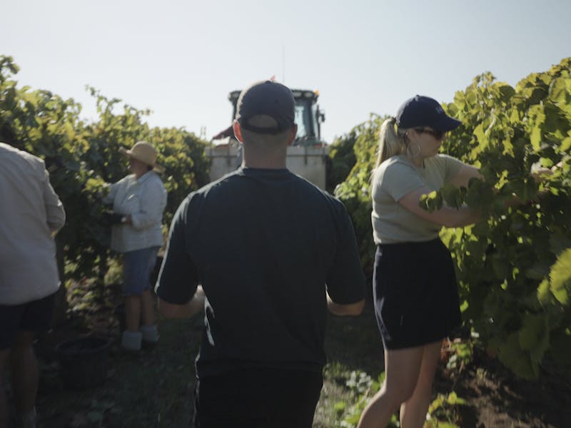 People picking fruit off vines in summer