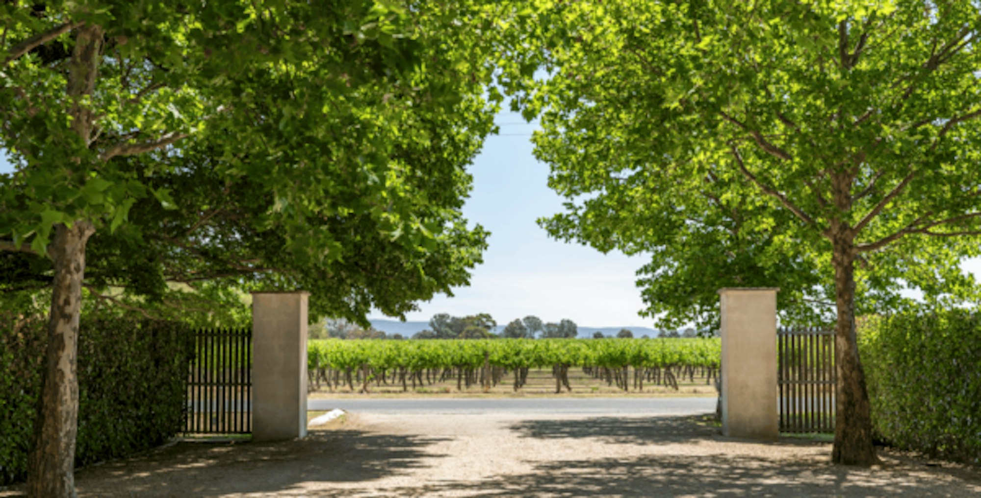 Brown Brothers Vines from Lancemore Milawa