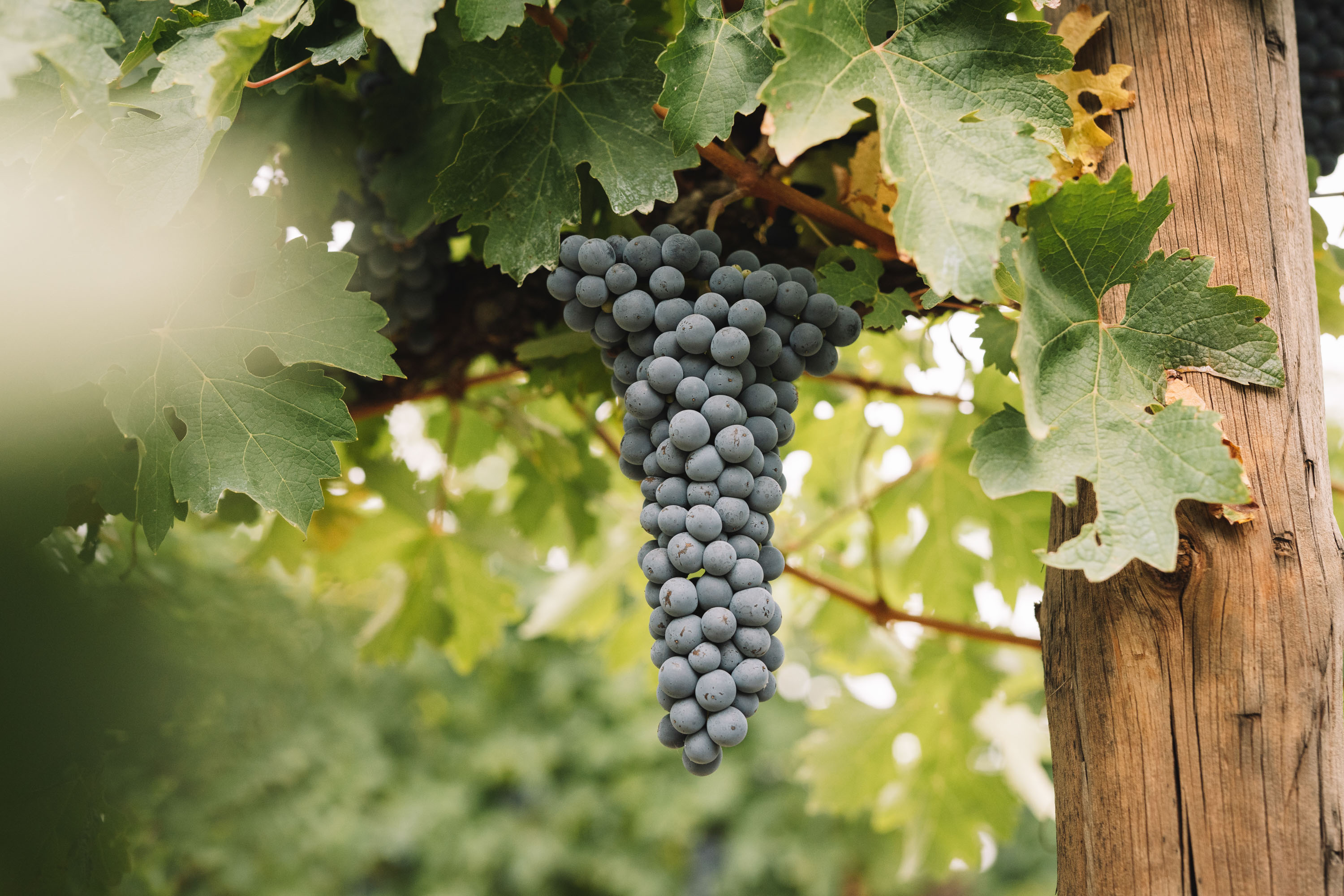 Brown Brothers Vineyard Milawa