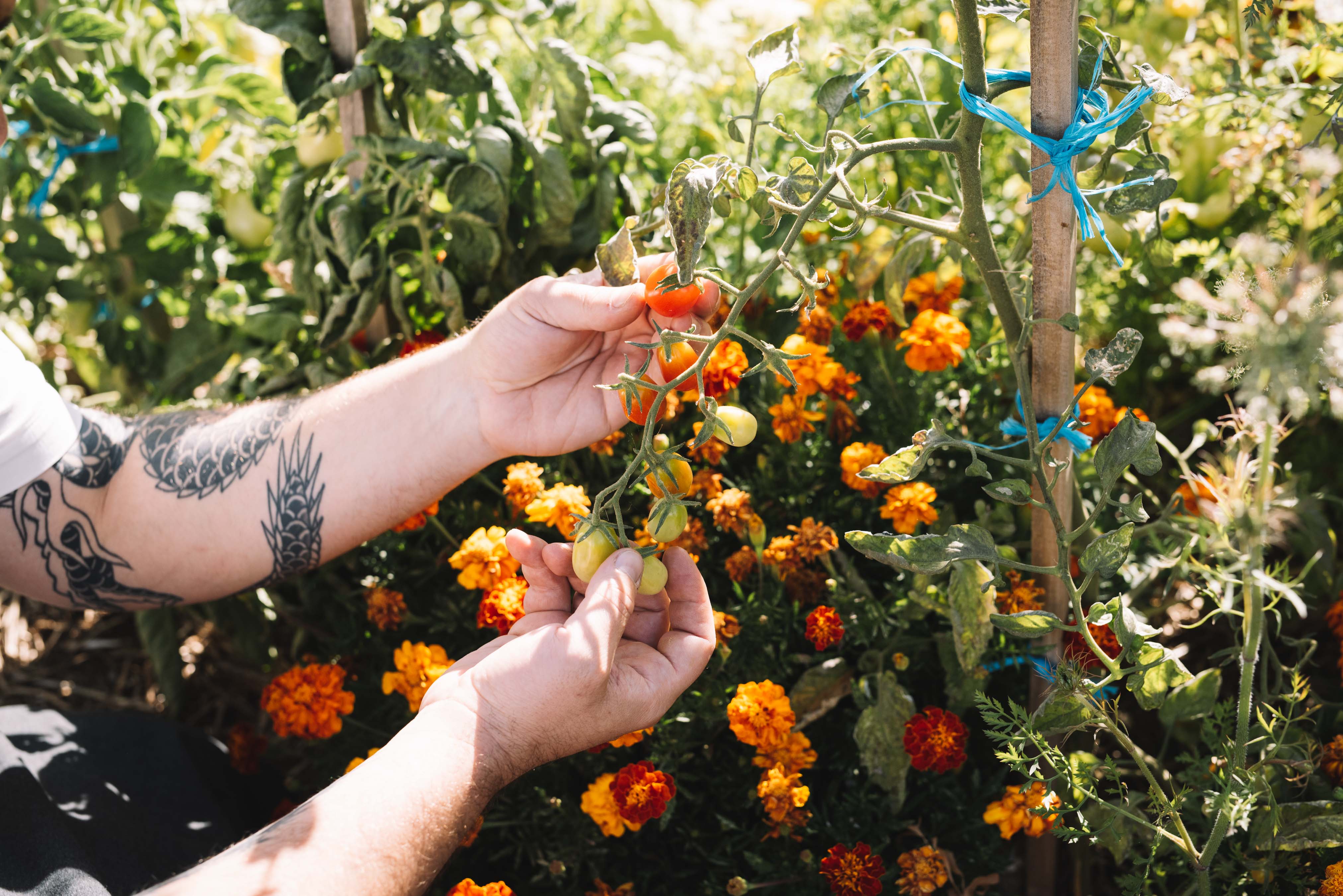 Chef picking tomatoes from garden