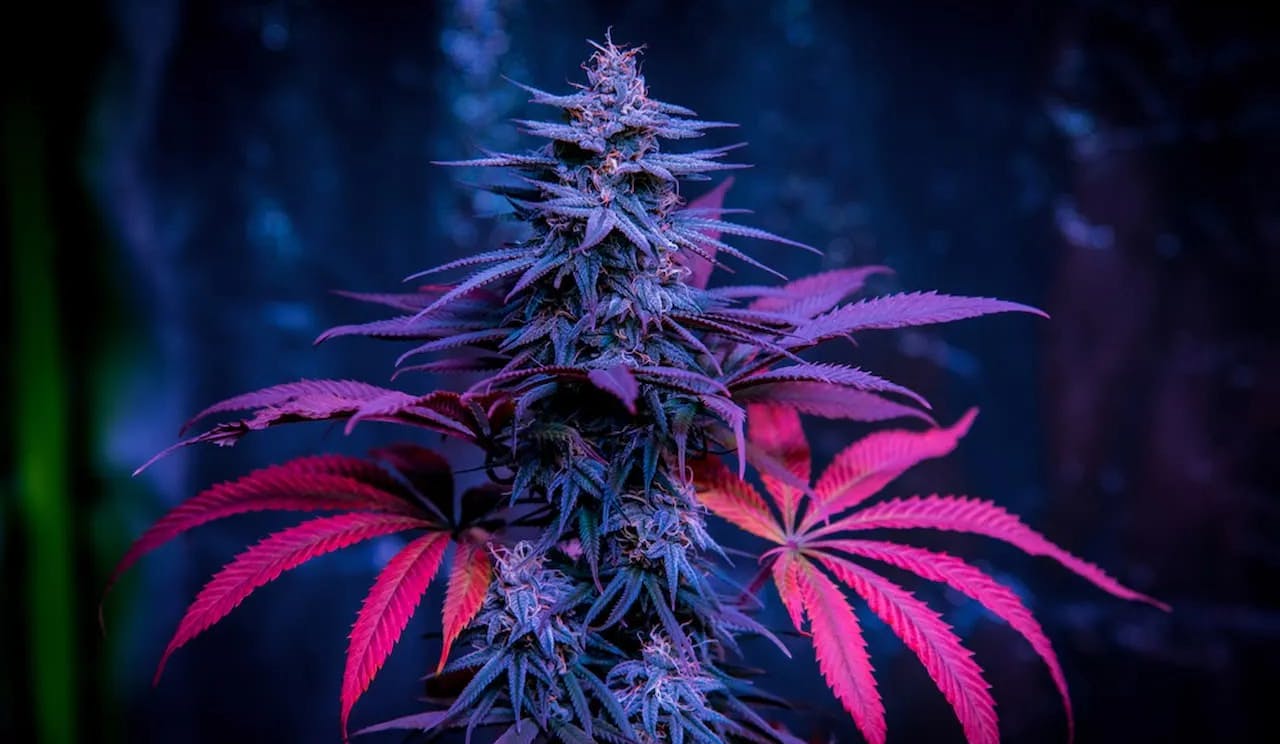 Preview image of the article