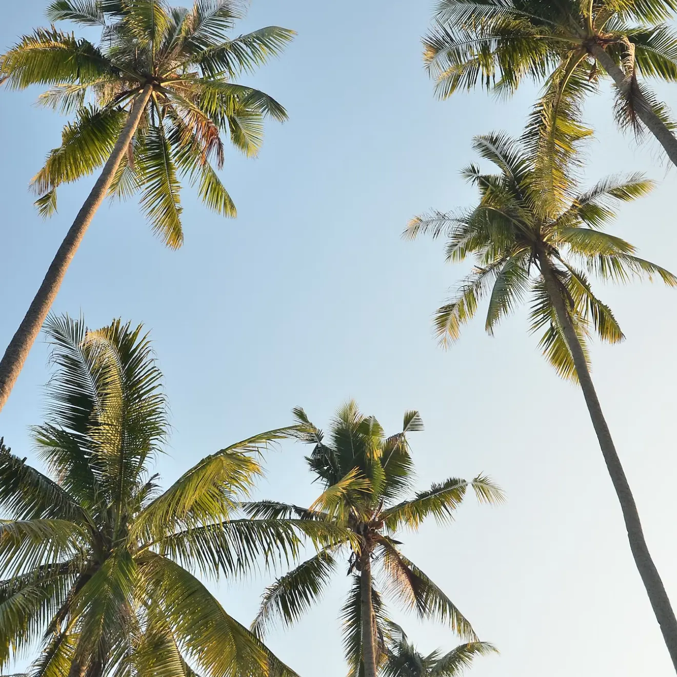 Hudson properties building render view with palms