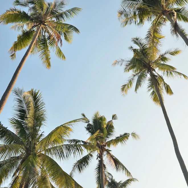 Hudson properties building render view with palms