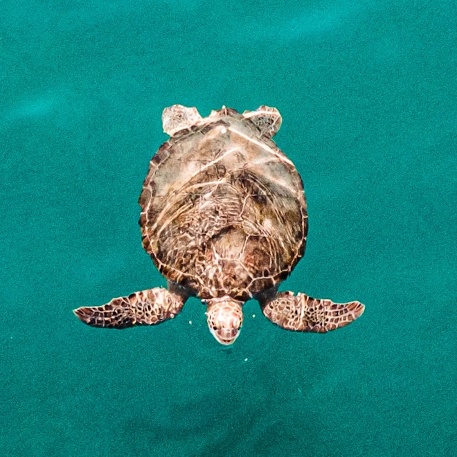 Ocean Agency picture of sea turtle in azure sea