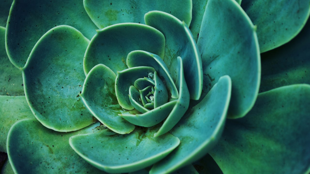 A close-up background of the Succulent plant Echeveria in soft tones.