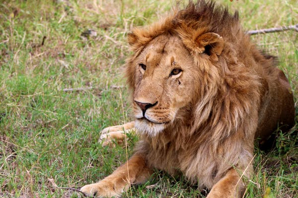 Lion relaxing in the grass in Africa 