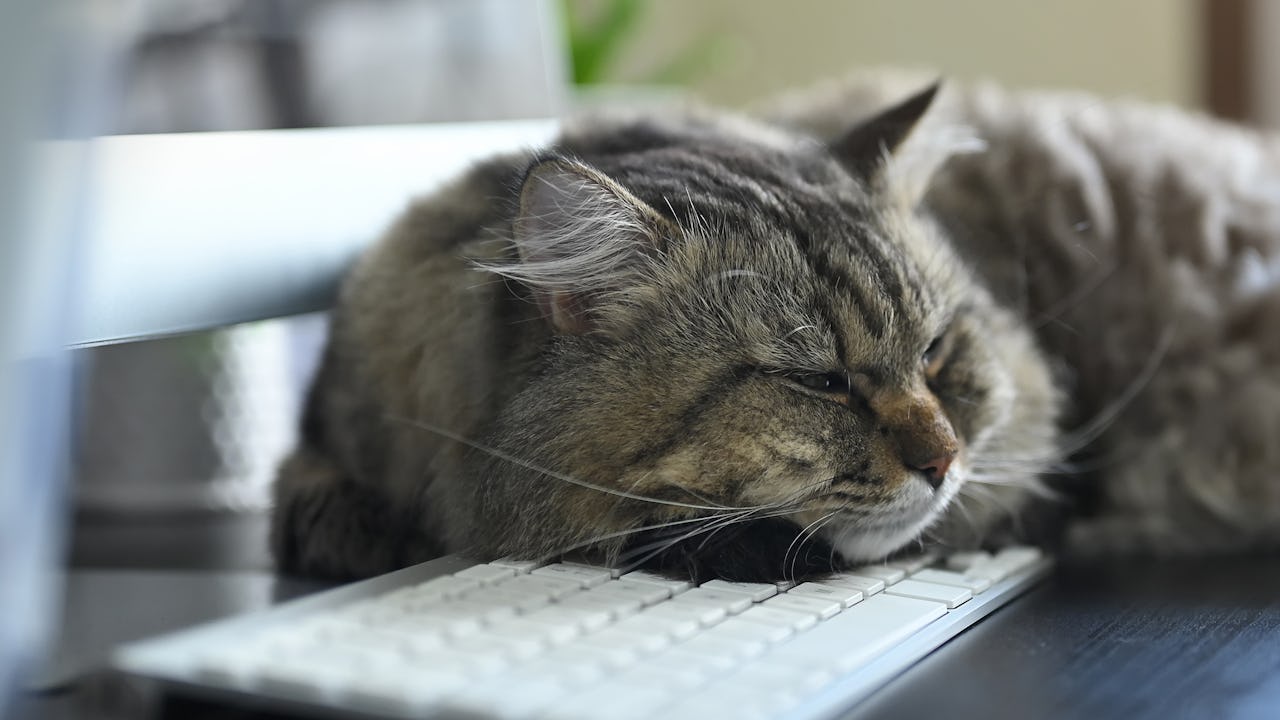 A cat sleeping on a keyboard