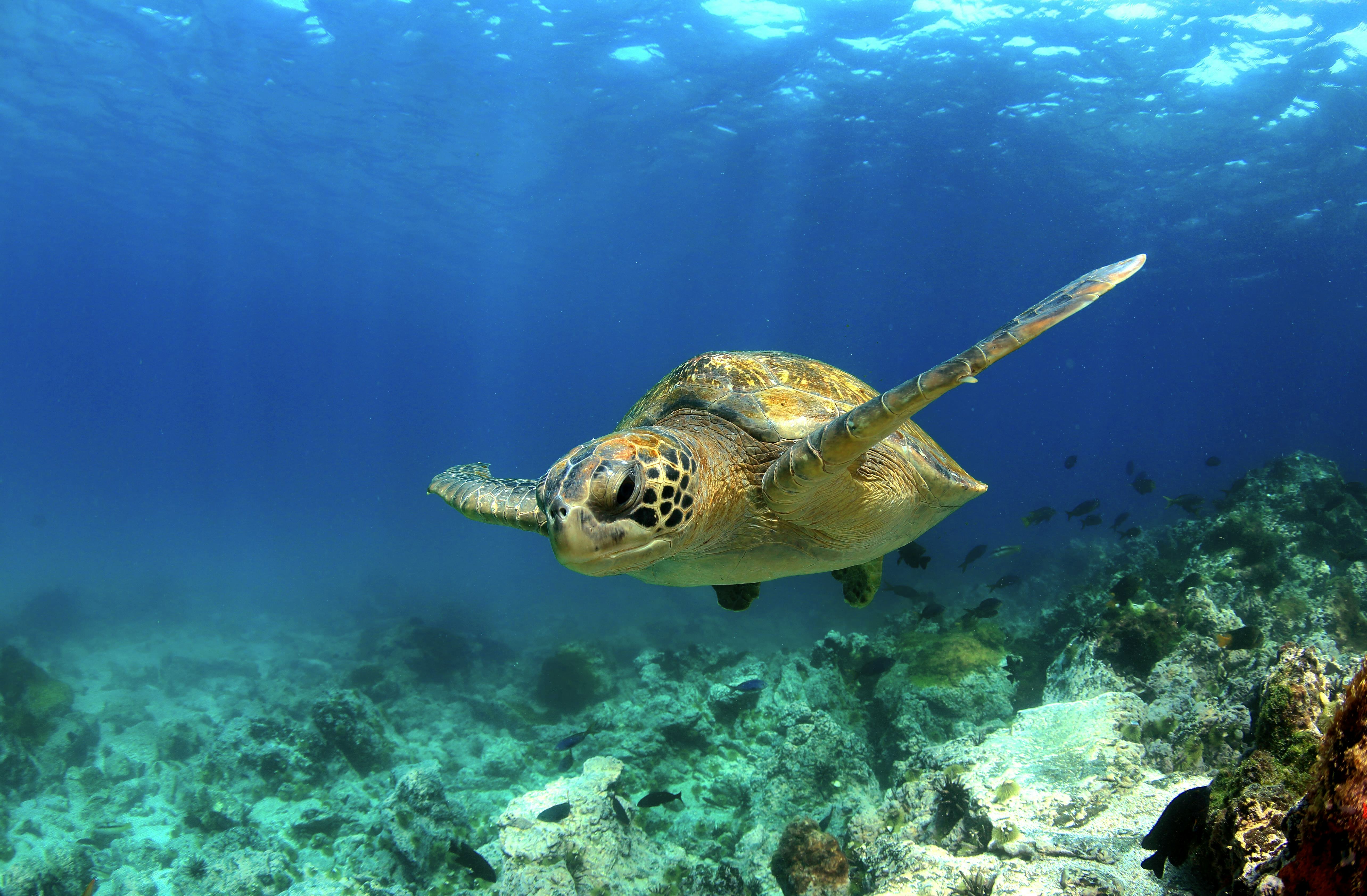 Sea turtle swimming in the ocean near the Galapagos Islands 