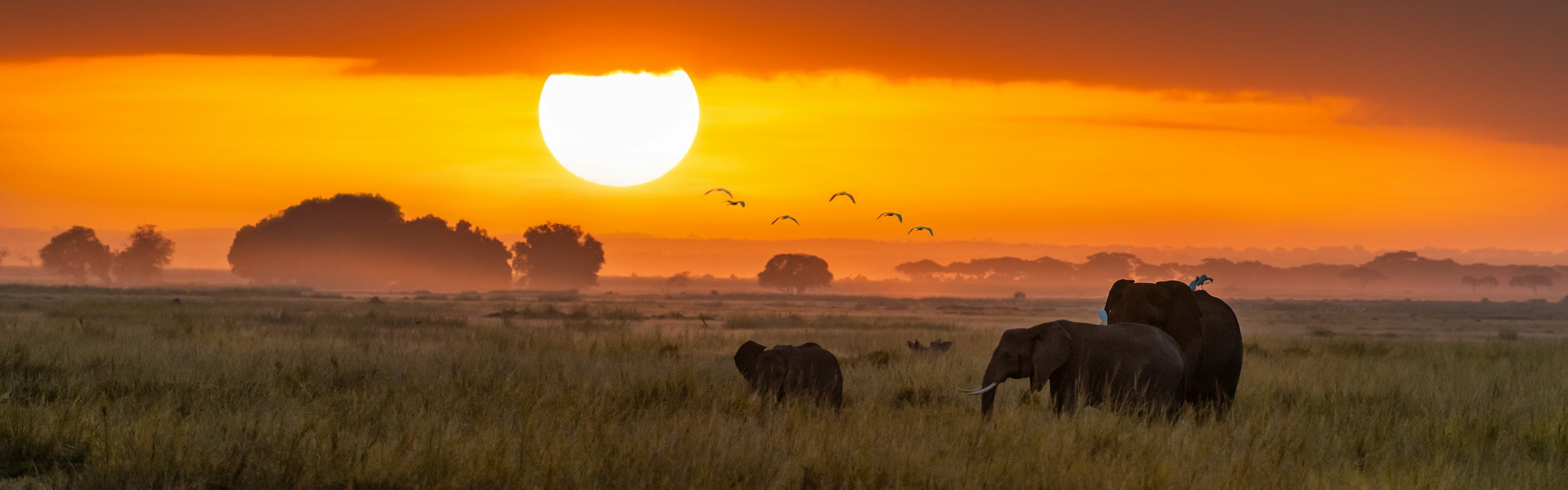 Elephants walking at sunset