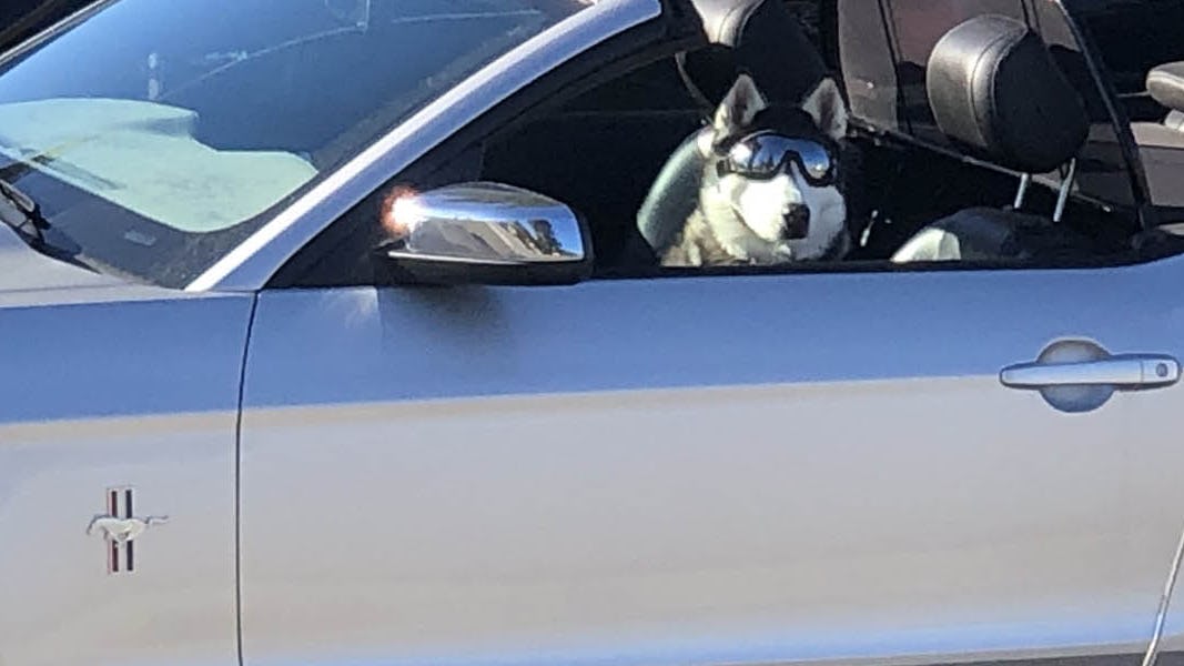 Husky wearing sunglasses in a car